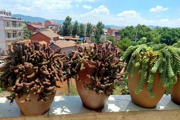 多肉植物适合用什么土,推荐兰石、蛭石等