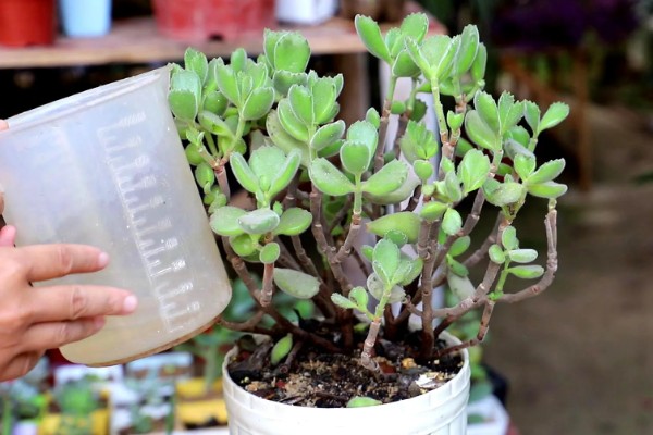 多肉植物适合用什么土,推荐兰石、蛭石等