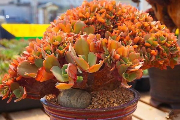 多肉植物适合用什么土,推荐兰石、蛭石等