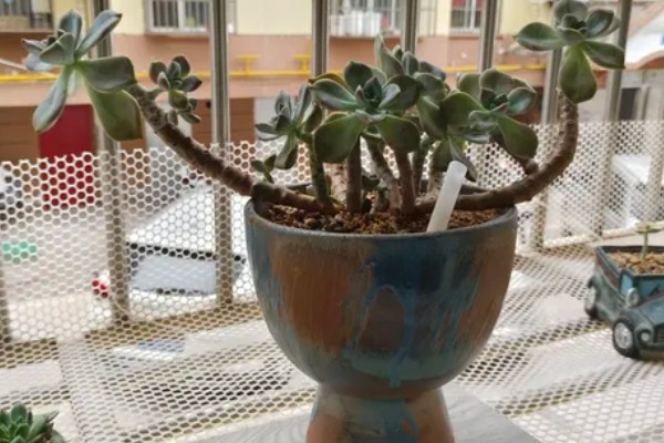 多肉植物适合用什么土,推荐兰石、蛭石等