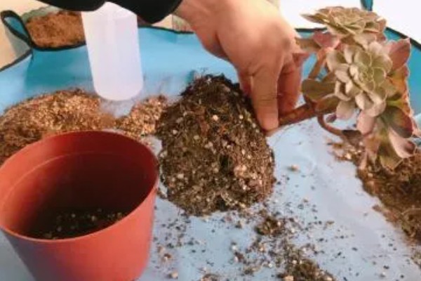 多肉植物适合用什么土,推荐兰石、蛭石等