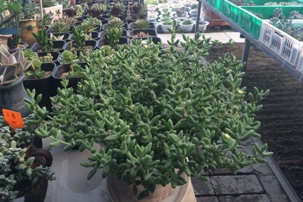 多肉植物适合用什么土,推荐兰石、蛭石等