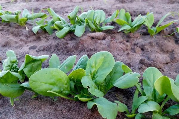菠菜种植时间，一般选择在春季3月份播种