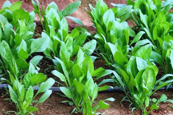 菠菜种植时间，一般选择在春季3月份播种