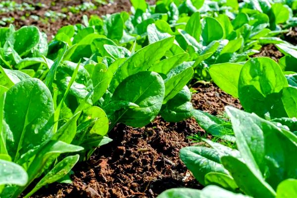 菠菜种植时间，一般选择在春季3月份播种