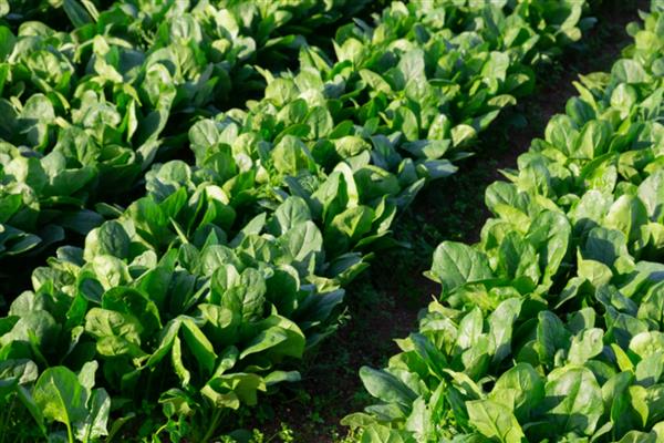 菠菜种植时间，一般选择在春季3月份播种