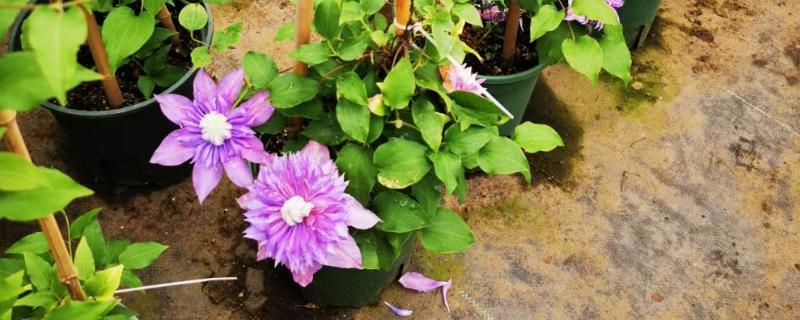 铁线莲有什么耐寒品种,花火铁线莲的耐寒性最强