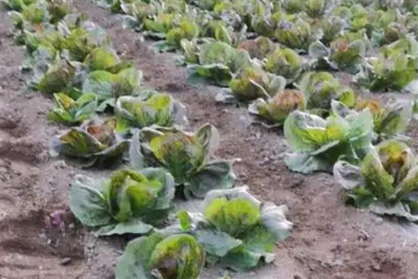 红菊苣种子的育苗方法,幼苗3-5片叶时即可定植