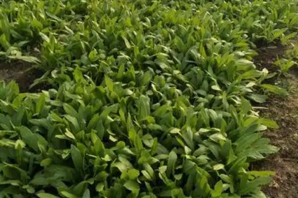 红菊苣种子的育苗方法,幼苗3-5片叶时即可定植