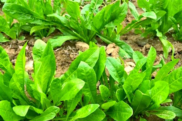 红菊苣种子的育苗方法,幼苗3-5片叶时即可定植