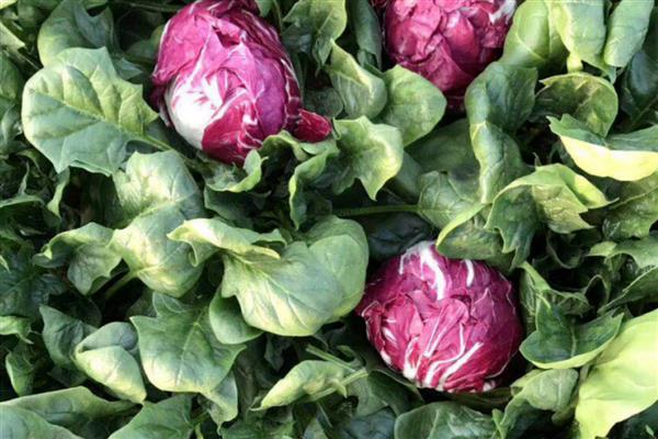 红菊苣种子的育苗方法,幼苗3-5片叶时即可定植