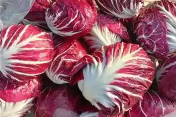 红菊苣种子的育苗方法,幼苗3-5片叶时即可定植