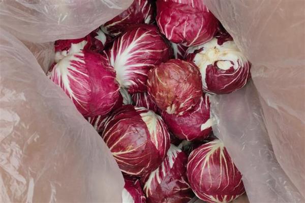 红菊苣种子的育苗方法,幼苗3-5片叶时即可定植