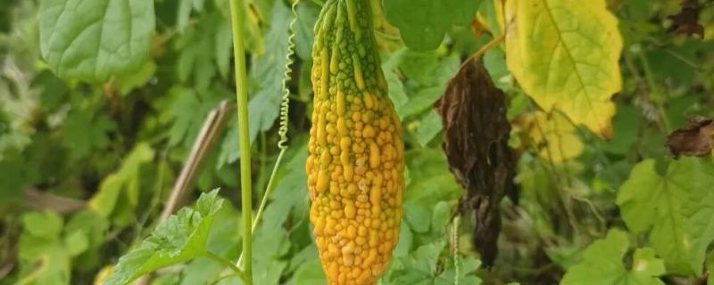 癞葡萄的种植方法，种植初期每隔2天浇一次水