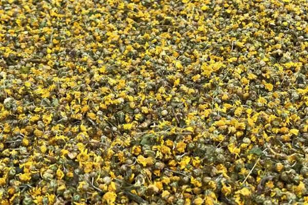 新鲜菊花晒干方法,晾干后蒸一次再摊晒