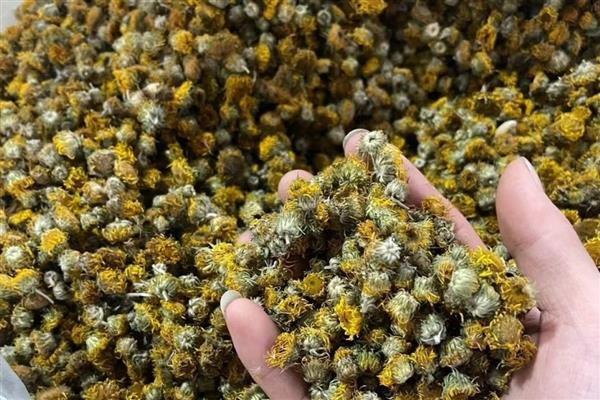 新鲜菊花晒干方法,晾干后蒸一次再摊晒