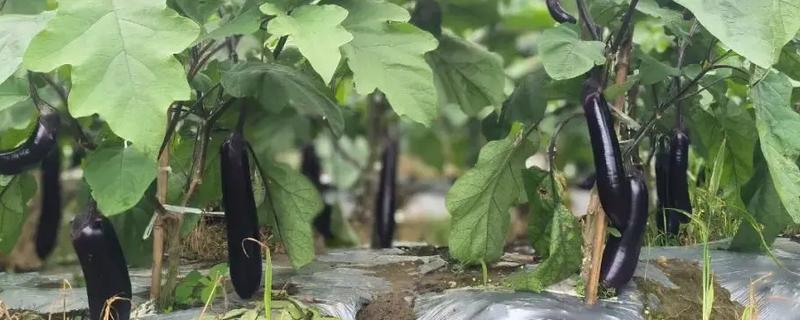 茄子施肥方法，基肥以腐熟的农家肥为主