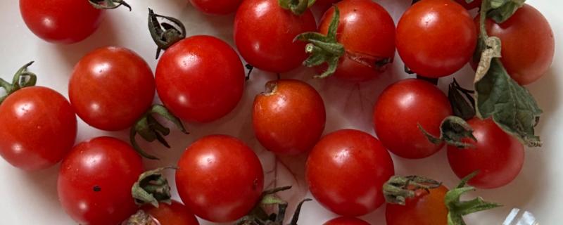 圣女果简介，是常见的一种番茄