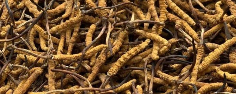 冬虫夏草的重量，一级虫草一克为2条