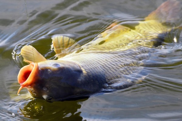 黑坑用硫酸铜能不能让鱼开口,可增加鱼口但多次使用会引发不良后果