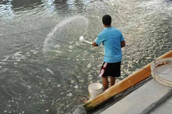 黑坑用硫酸铜能不能让鱼开口,可增加鱼口但多次使用会引发不良后果