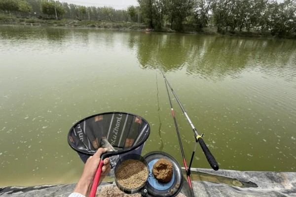 黑坑用硫酸铜能不能让鱼开口,可增加鱼口但多次使用会引发不良后果