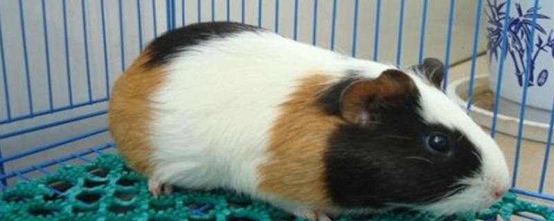 荷兰猪的寿命，一般能存活6-12年