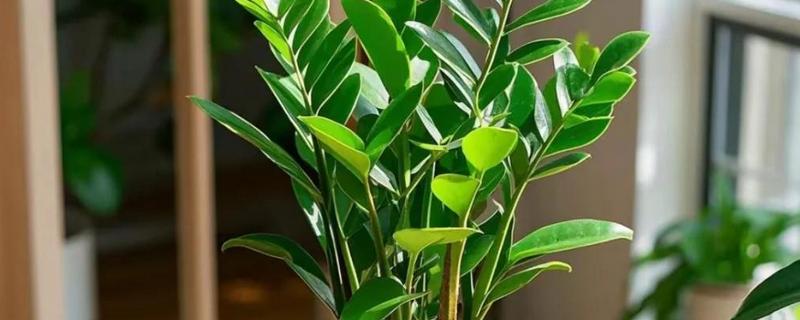 金钱树怎么养殖才可以更绿，使用偏酸性的土壤来养殖