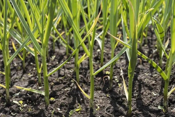 什么时候种植大蒜，长江流域及以南地区可在9月份播种