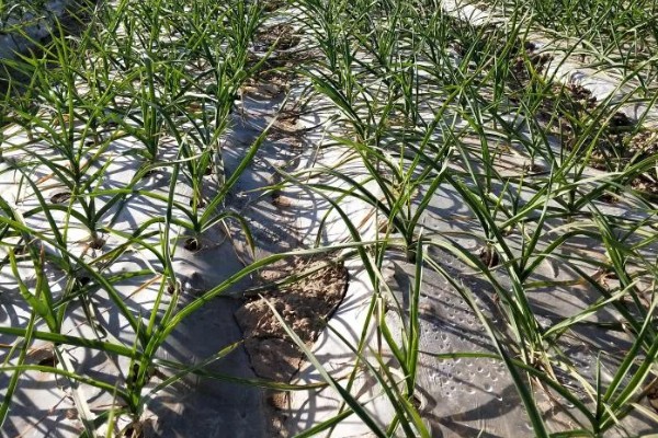 什么时候种植大蒜，长江流域及以南地区可在9月份播种