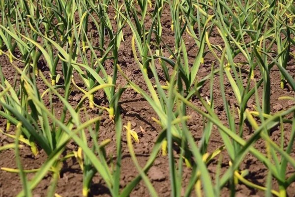 什么时候种植大蒜，长江流域及以南地区可在9月份播种