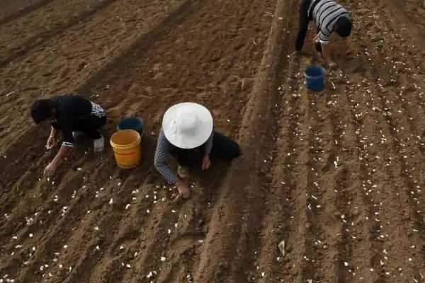 什么时候种植大蒜，长江流域及以南地区可在9月份播种