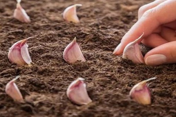 什么时候种植大蒜，长江流域及以南地区可在9月份播种