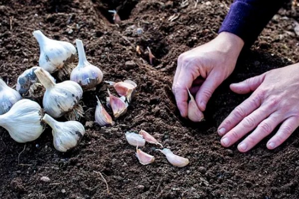 什么时候种植大蒜，长江流域及以南地区可在9月份播种