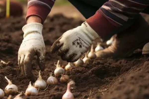 什么时候种植大蒜，长江流域及以南地区可在9月份播种