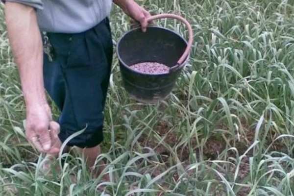 什么时候种植大蒜，长江流域及以南地区可在9月份播种