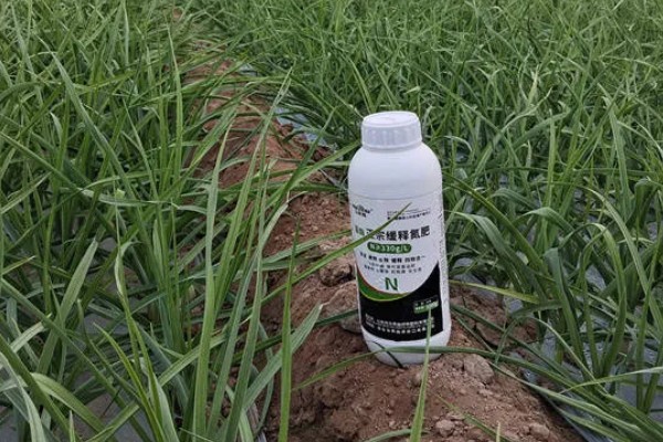 什么时候种植大蒜，长江流域及以南地区可在9月份播种