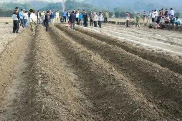 什么时候种植大蒜，长江流域及以南地区可在9月份播种