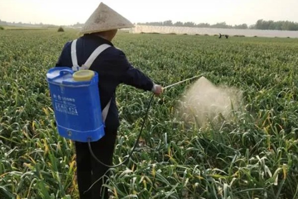 什么时候种植大蒜，长江流域及以南地区可在9月份播种