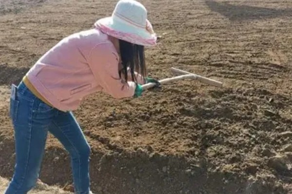 什么时候种植大蒜，长江流域及以南地区可在9月份播种
