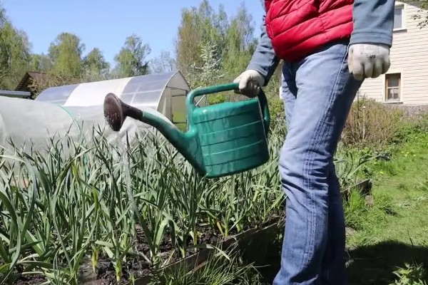 什么时候种植大蒜，长江流域及以南地区可在9月份播种