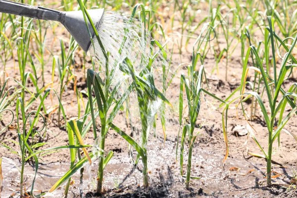 什么时候种植大蒜，长江流域及以南地区可在9月份播种