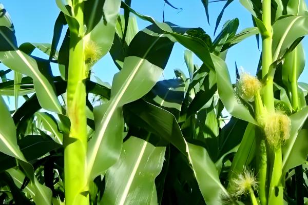 玉米为什么会多穗，可能是受到遗传特性、异常天气等因素的影响