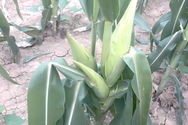 玉米为什么会多穗，可能是受到遗传特性、异常天气等因素的影响