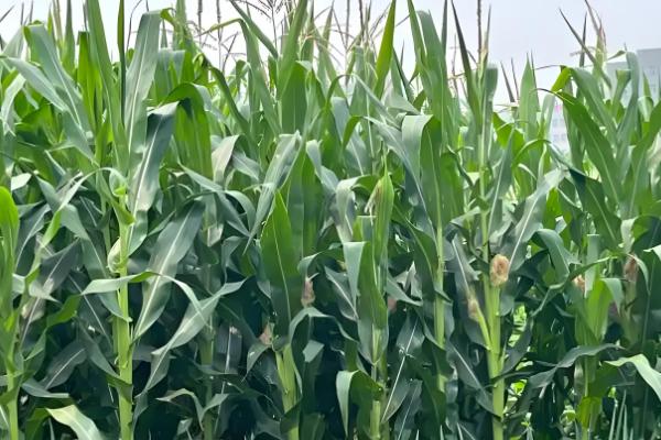 玉米为什么会多穗，可能是受到遗传特性、异常天气等因素的影响