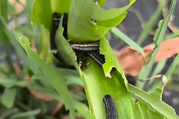 玉米为什么会多穗，可能是受到遗传特性、异常天气等因素的影响