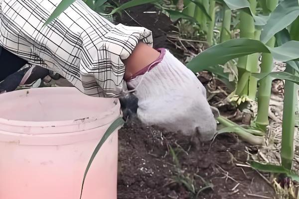 玉米为什么会多穗，可能是受到遗传特性、异常天气等因素的影响