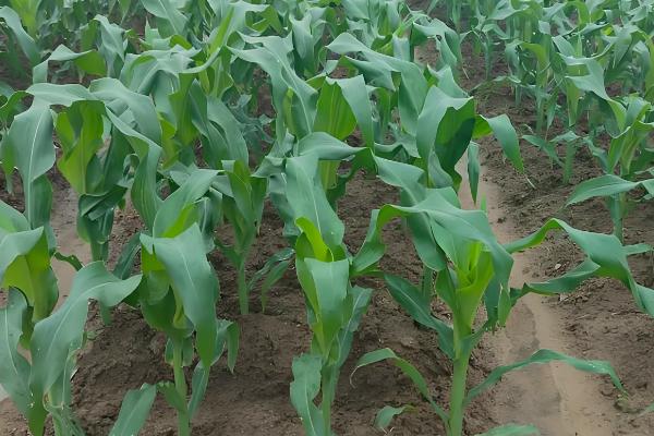 玉米为什么会多穗，可能是受到遗传特性、异常天气等因素的影响