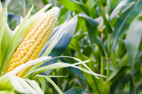 玉米为什么会多穗，可能是受到遗传特性、异常天气等因素的影响