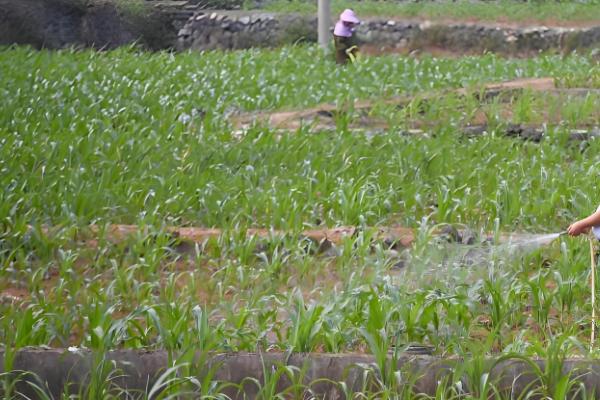 玉米为什么会多穗，可能是受到遗传特性、异常天气等因素的影响